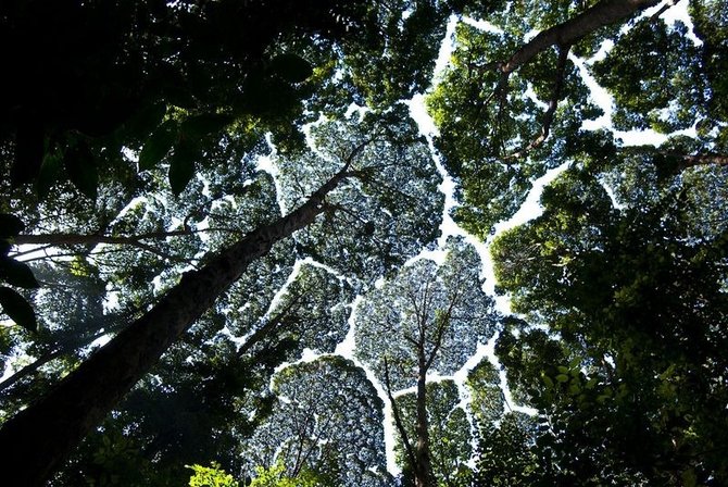 fenomena crown shyness di forest research institute of malaysia kuala lumpur