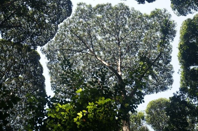 fenomena crown shyness di forest research institute of malaysia kuala lumpur