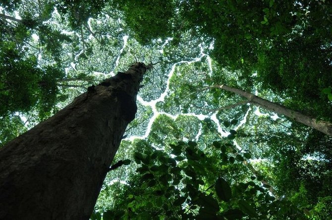 fenomena crown shyness di forest research institute of malaysia kuala lumpur