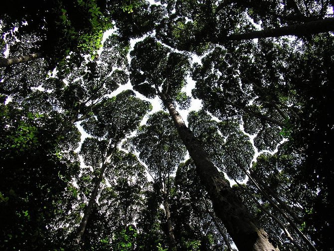 fenomena crown shyness di forest research institute of malaysia kuala lumpur