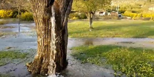 Aneh, pohon murbei di Montenegro bisa mengucurkan air dari batangnya