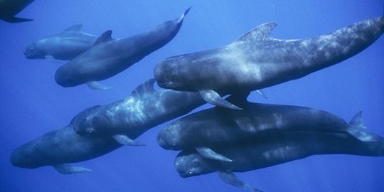 Bangkai Bryde Whale, paus sepanjang 7 meter ditemukan membusuk di Aceh