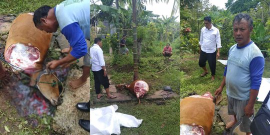 Jagal di tempat, maling sisakan badan dan kepala Sapi milik warga di Buleleng