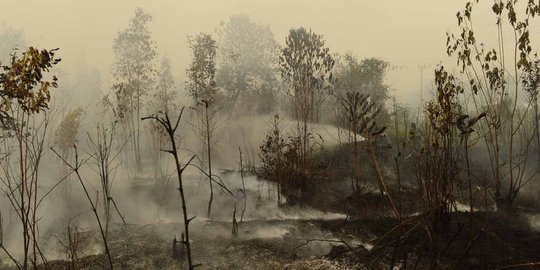 Jumlah titik panas terus meningkat, 4 provinsi siaga darurat kebakaran hutan