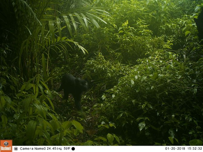 macan tutul amp kumbang tertangkap kamera tnbts