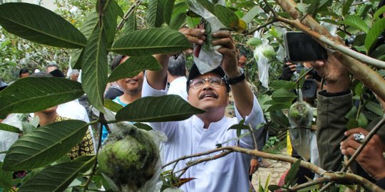 Blusukan di Kebun Rakyat, Gus Ipul dorong pertanian organik di Jatim