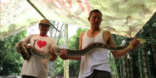 Kawasan Wendit Lanang Malang dibangun, 2 ular piton keluar sarang