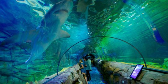 Melihat keindahan laut Australia dari Sea Life Sydney Aquarium