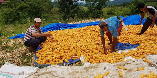 Tinjau panen jagung, Aziz Qahhar dicurhati petani soal harga jual turun