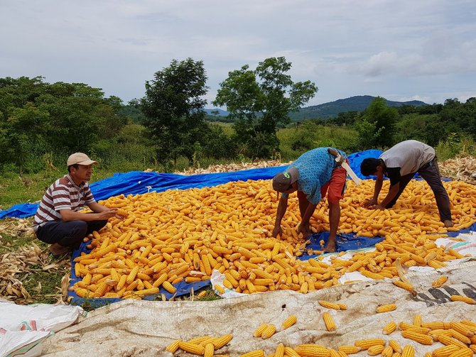 aziz qahhar tinjau petani panen jagung