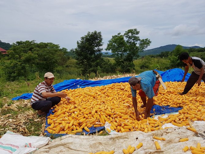 aziz qahhar tinjau petani panen jagung