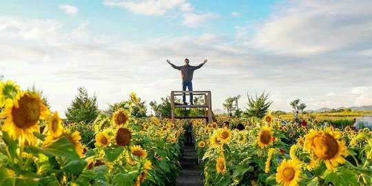 Selfie kekinian di kebun bunga matahari Pantai Glagah, Kulon Progo