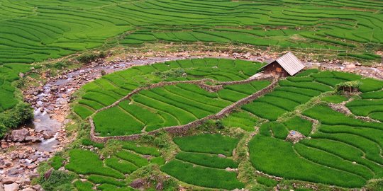 Harga gabah petani anjlok, tapi harga beras di penggilingan naik di Februari 2018