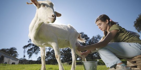 Mengulik manfaat sehat dari susu kambing yang jarang diketahui