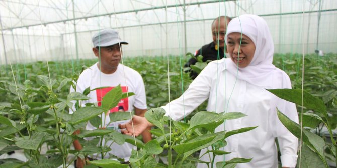 Khofifah janjikan buka 'kran' eksport buah paprika ke petani Pasuruan