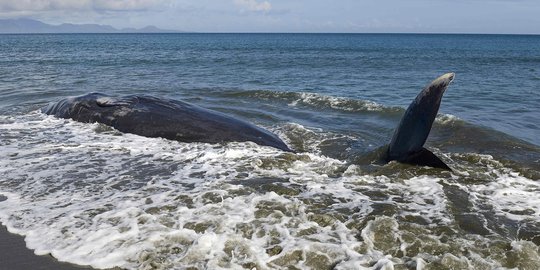 Paus sperma terdampar di Pantai Situbondo
