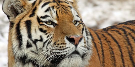 Harimau Sumatera ditombak mati karena masuk kolong rumah warga di Sumut