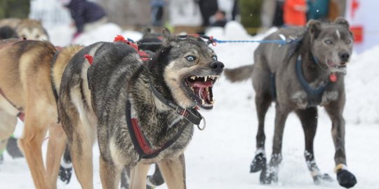 Wajah sangar anjing-anjing balap Iditarod di Alaska