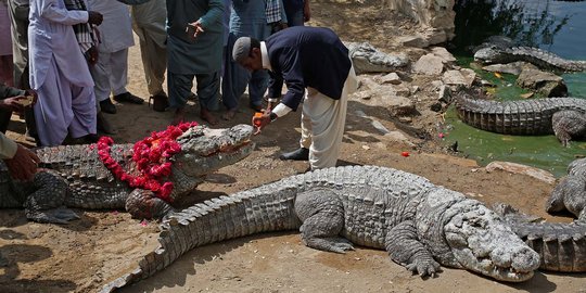 Memberikan persembahan untuk buaya suci Pakistan