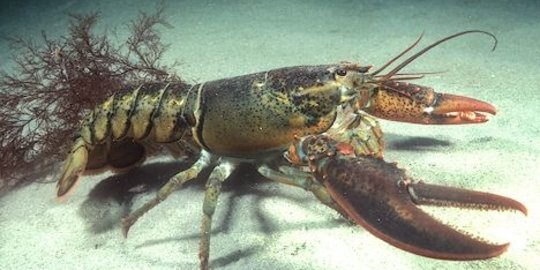 Polisi gagalkan penyelundupan 16.000 Baby Lobster di Indragiri Hilir