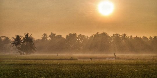 Musim panen, harga beras di pasar tradisional Cilacap turun