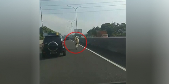 Video Heboh! Sapi Kabur di Jalan Tol