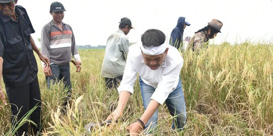 Dedi Mulyadi ingin petani dapat asuransi kecelakaan kerja dan tanaman padi