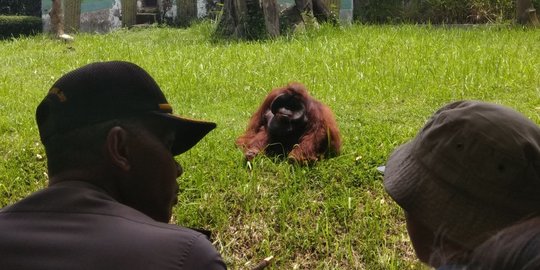 Viral video orangutan di Kebun Binatang Bandung merokok, polisi akan dalami