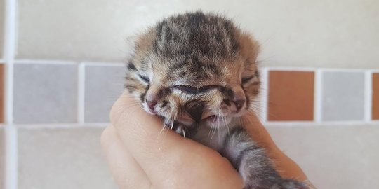 berpenampilan unik,5 kucing bermuka 2 ini bakal jadi peliharaan paling keren
