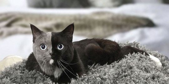 berpenampilan unik,5 kucing bermuka 2 ini bakal jadi peliharaan paling keren