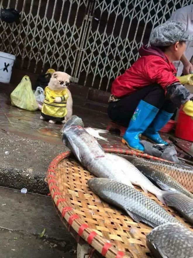 Imutnya penjual  ikan  asal Vietnam ini bisa bikin kamu 