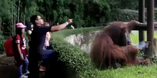 Ini gerak-gerik pria pelempar rokok ke kandang orangutan di Bandung