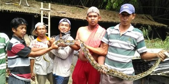 Bongkar tumpukan kayu di gudang, warga Sukoharjo temukan 2 ular piton