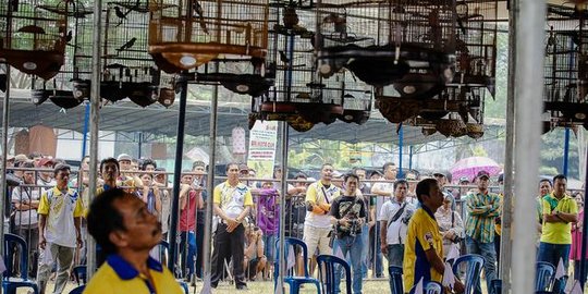 Jagoan Jokowi kalah dalam kompetisi Burung Berkicau di Kebun Raya Bogor
