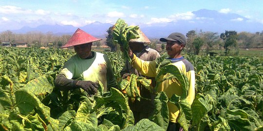 DPR: Petani tembakau tak siap terima dampak pembatasan impor