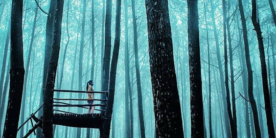 mangunan hutan pinus forks twilight