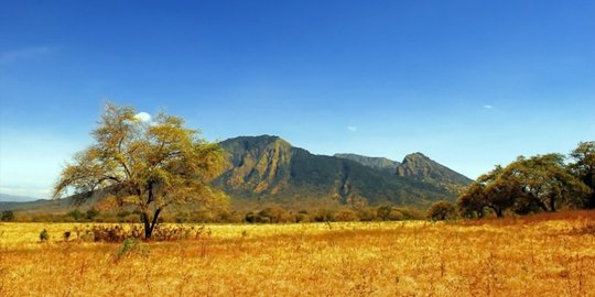 baluran sabana afrika