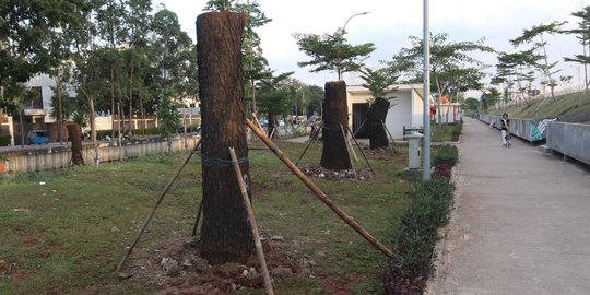 8 Pohon dari Sudirman sudah dipindah ke RTH Kalijodo