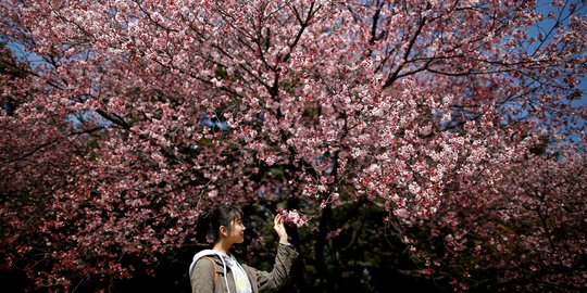 Cantiknya bunga Sakura yang bermekaran di Tokyo