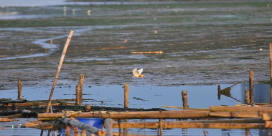 Meratapi populasi burung di pesisir Jakarta kian terancam punah