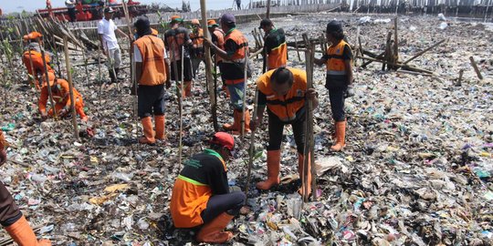 Sampah Muara Angke jadi media tanam bibit mangrove