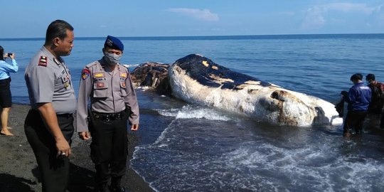 Paus seberat 10 ton mati terdampar di Pantai Buleleng