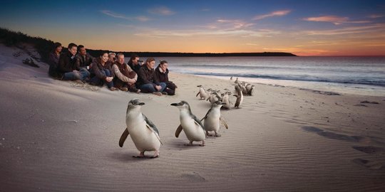 Lucunya parade penguin di Phillip Island