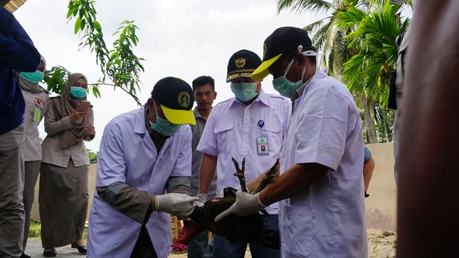 ayam selundupan dari thailand dimusnahkan