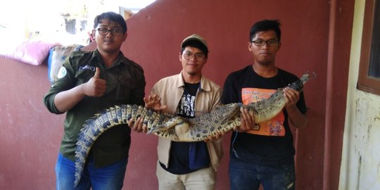 Warga Samarinda tangkap buaya muara di kolam bekas tambang