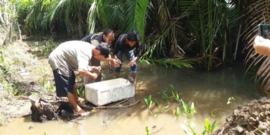 Puluhan kepiting bertelur hendak dijual ke Medan disita di Padang