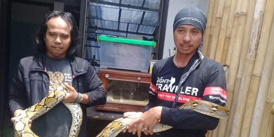 Cuaca ekstrem, waspadai kemunculan ular pemangsa ternak warga