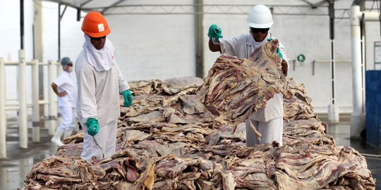Jelang puasa dan lebaran, pemerintah bakal impor daging dari Brasil