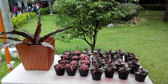 dan membuat kolam ikan rev1