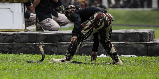 Aksi prajurit Kopassus taklukan King Cobra berbisa